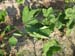 Lady Finger planting 23